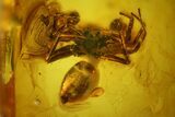 Two Detailed Fossil Spiders (Araneae) in Baltic Amber #128315-2